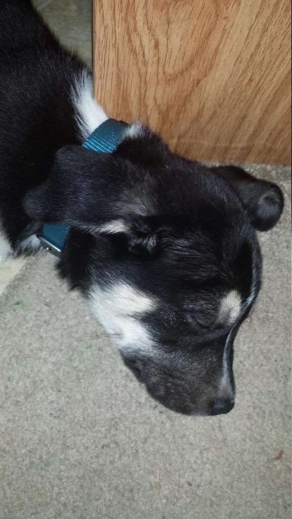 Will my puppy's ears stand up? Puppy Forum and Dog Forums